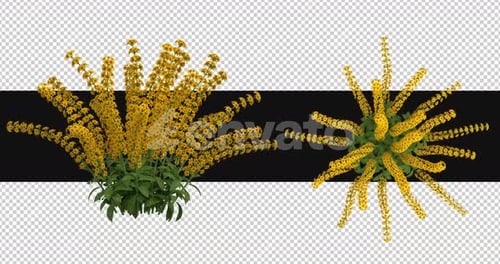 Pack Of 2 Delphinium Moving In The Wind On Alpha Loop