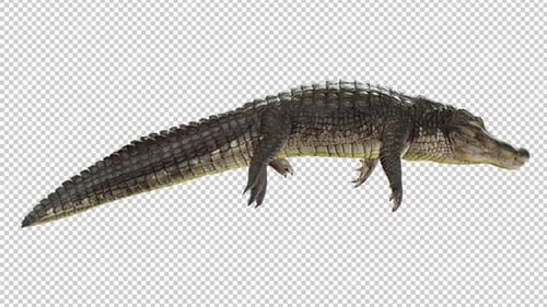 Alligator Idle Right View Loop