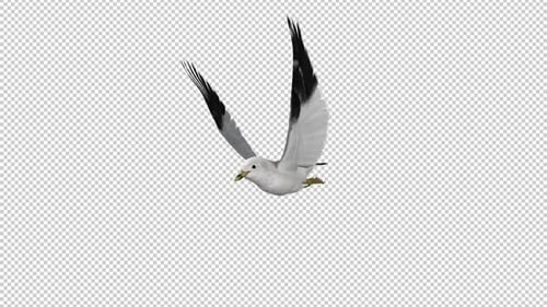 North American Seagull Bird - Flying Loop - Front Side Angle View CU - Alpha Channel