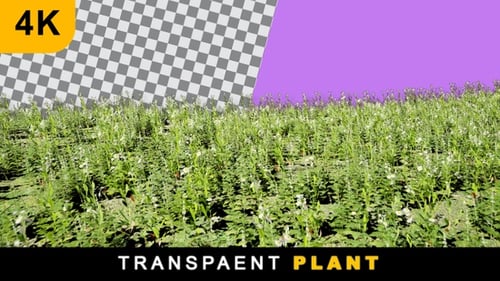 Plant Till Shot On Transparent Background