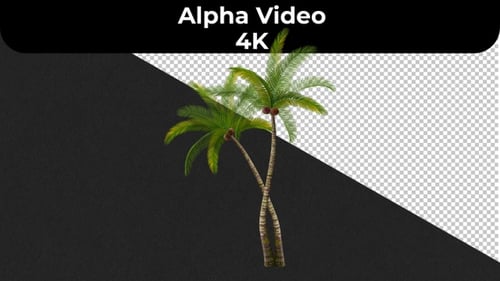 Coconut Tree Animation - 4K