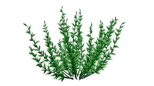 Knotweed Plants