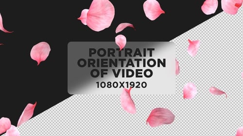 Portrait Falling Pink Petals On Alpha Channel Loops V1