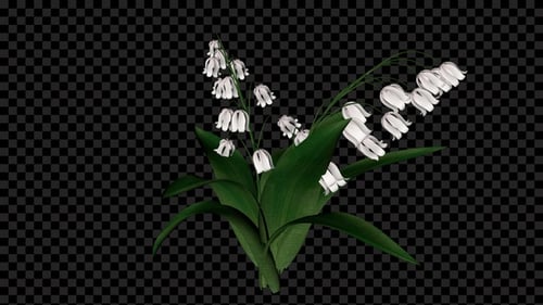 Campanula Bellflowers Growing Alpha