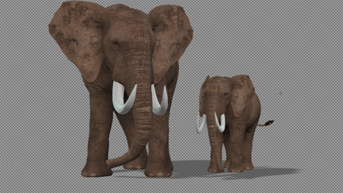 Elephant With Baby Elephant Trumpet