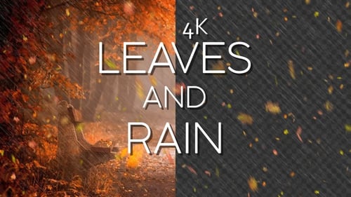 4k Fallende Blätter und Regen