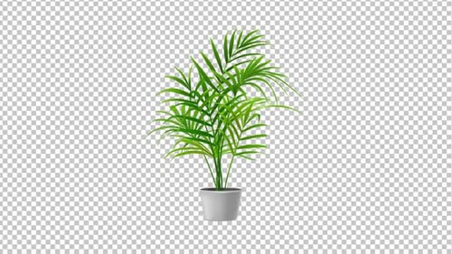 Pot Plant Animation