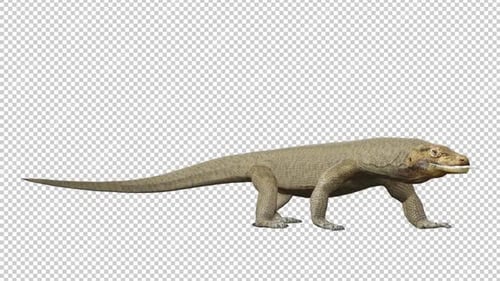 Komodo Dragons Tail Attack Loop mit rechter Sicht