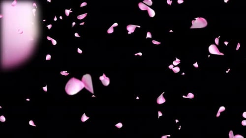 Falling and Swirling Pink Red rose petals blossoms. spring Green Screen.