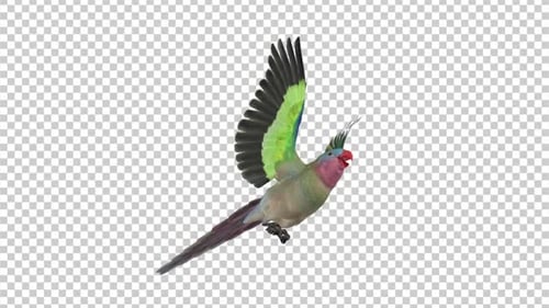 Parrot Bird - Australian Princess - Flying Loop - Low Angle View CU - Alpha Channel