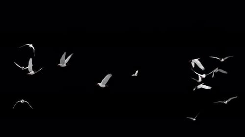 Large Flock of 15 Black Headed Seagulls - Eurasian Birds - Flying Around Loop - Alpha Channel