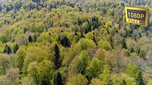 Beautiful Forest 5