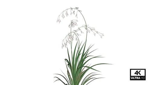 Leaning Meadow Grass 4K Alpha