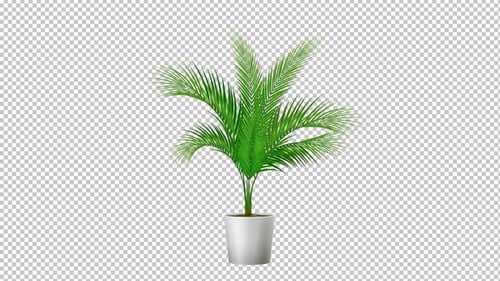 Pot Plant