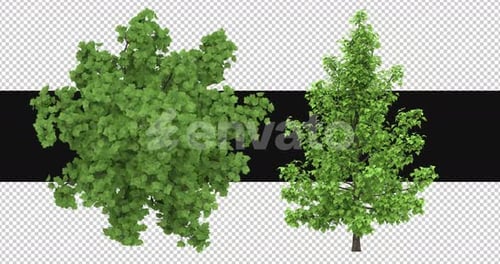 Pack Of 2 Trees Moving In The Wind Pack On Alpha Channel