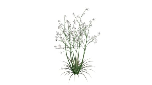 3D Rendered Plant with White Flowers on Alpha Channel