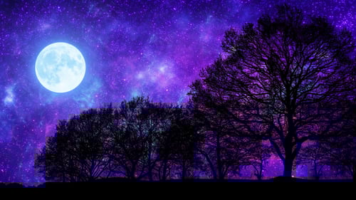 Beautiful Galaxy Sky Through Parallax Forest