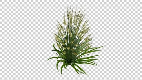 Pennisetum Gras