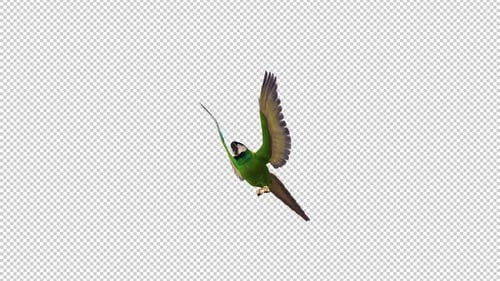 Parrot Bird - Green Macaw - Flying Over Screen