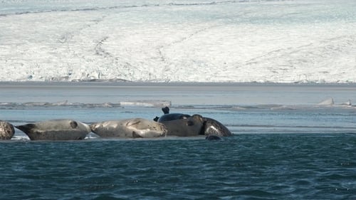 Fur Seals lying on ice in Glacial Lagoon. Iceland Wildlife. Wild Animal in Natural Environment.