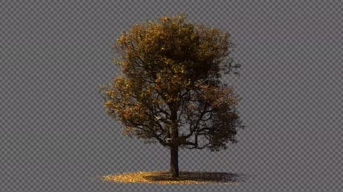 Autumn Tree with Fallen Leaves Loop Video