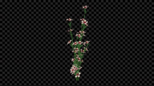 Plantas de flores de Atkinsiana crescendo em alfa