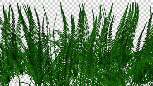 Fern Plants Field