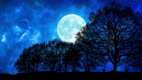 Beautiful Blue Galaxy Sky Through Forest