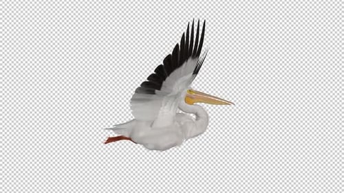 North American White Pelican Bird - FLying Loop - Side View CU - Alpha Channel