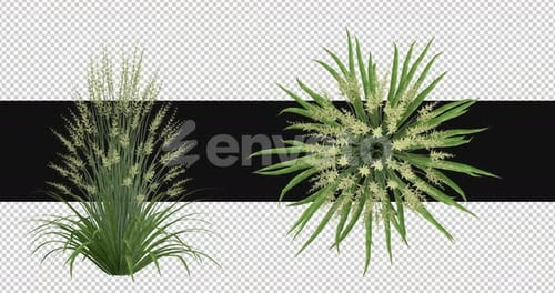 Pack Of 2 Pennisetum With Flowers On Alpha Loop
