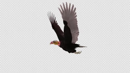 South American Griffon - Yellow Headed Vulture - Raptor Bird - Flying Loop - Side Angle View CU