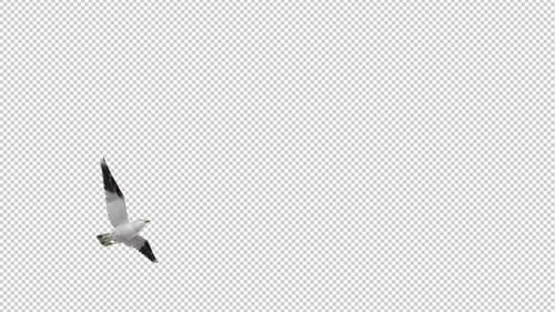2 North American Seagull Birds - Flying Over Screen MS - Alpha Channel