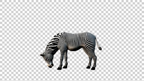 Zebra isst, Seitenansicht