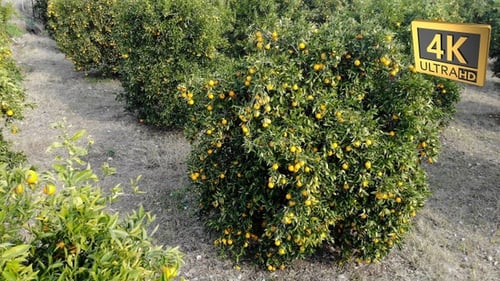 Orange Trees 59