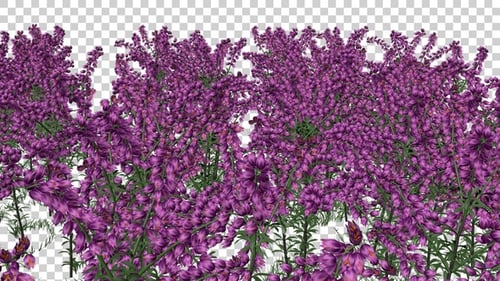 Thimble Flowers Field