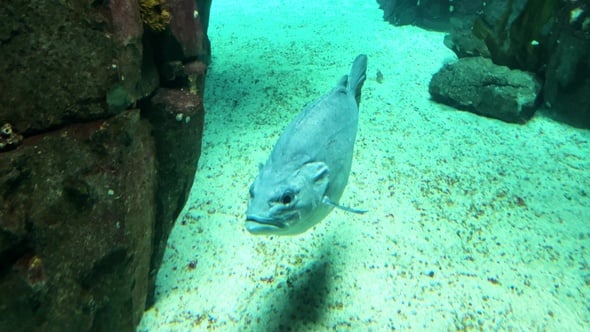 Underwater exploration reveals a curious gray fish swimming among the ...