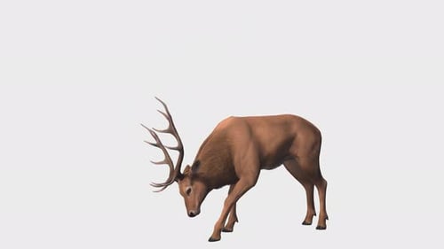 Nahtlose Loop-Animation mit Hirsch oder Hirsch. 3D-Rendering mit Alphakanal