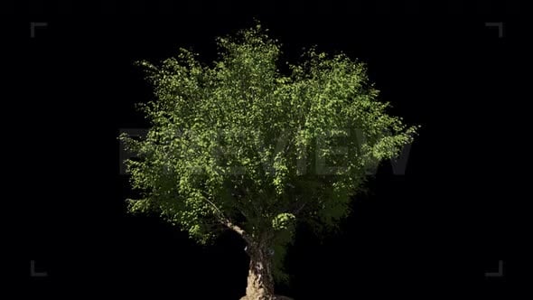 Pack Of Trees On Alpha, Backgrounds Motion Graphics ft. tree alpha ...