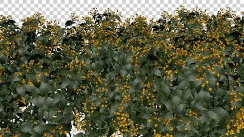 Allamanda Flowers Field