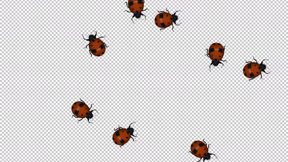 Swarm of 10 Red Ladybird Beetle Bugs - Randomly Crawling In Loop - Top ...