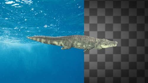 Crocodile Swimming Idle