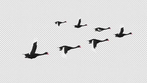 Wedge of 7 Black Swans - Flock of Seven Birds - Flying Transition - Side View MS - Alpha Channel 4K