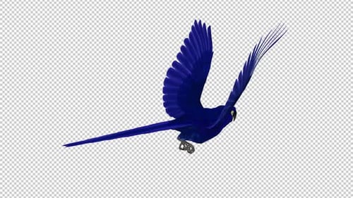 Ara indigo, oiseau perroquet, boucle volante, vue rapprochée de l'angle arrière