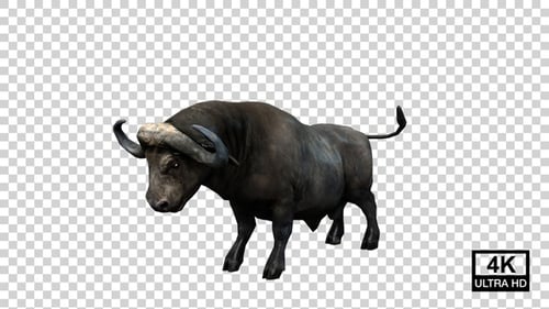 Buffalo Attack Angle View