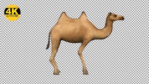 Camel Idle Side View