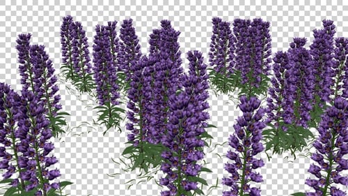 Lapinus Flowers Field