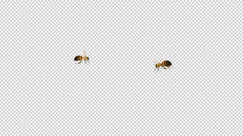 2 Common Bees - Flying In and Out - CU View - Alpha Channel