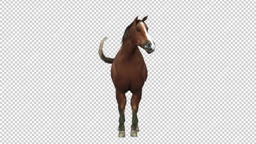 Horse Idle 2 Front View Loop