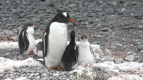 Penguins in Antarctica. Adelie Penguins on the nest at Paulet Island in Antarctica. Animal, birds.