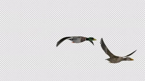 Wild Game Birds - 2 Mallard Ducks - Flying Over Screen - IV - Front Side Angle MS to CU - 4K